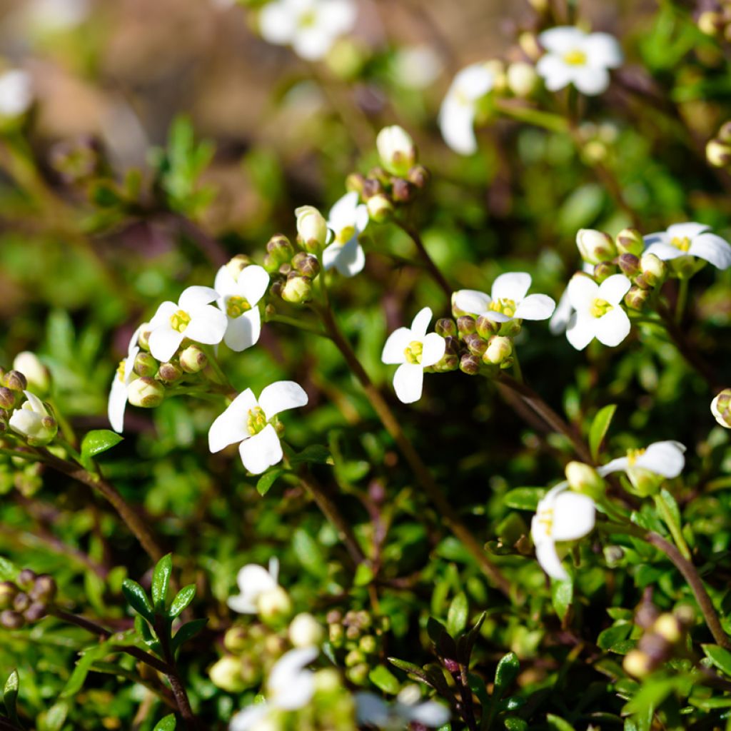 Hornungia alpina - Iberidella alpina