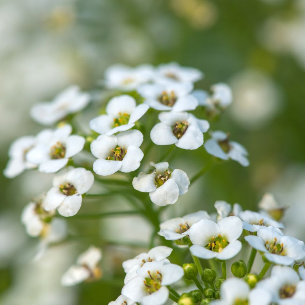 Hornungia alpina - Iberidella alpina