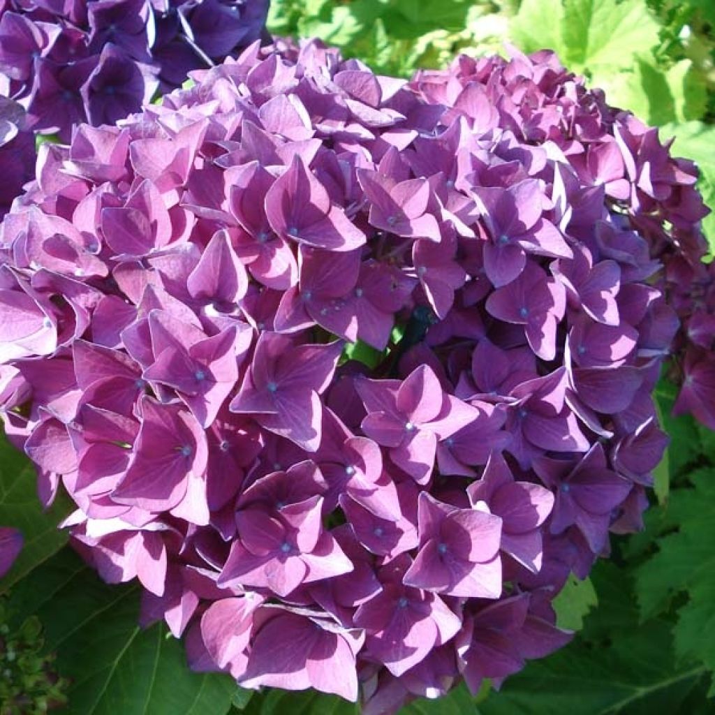 Hydrangea macrophylla Hovaria Hobergine - Ortensia