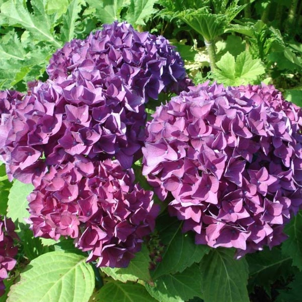 Hydrangea macrophylla Hovaria Hobergine - Ortensia