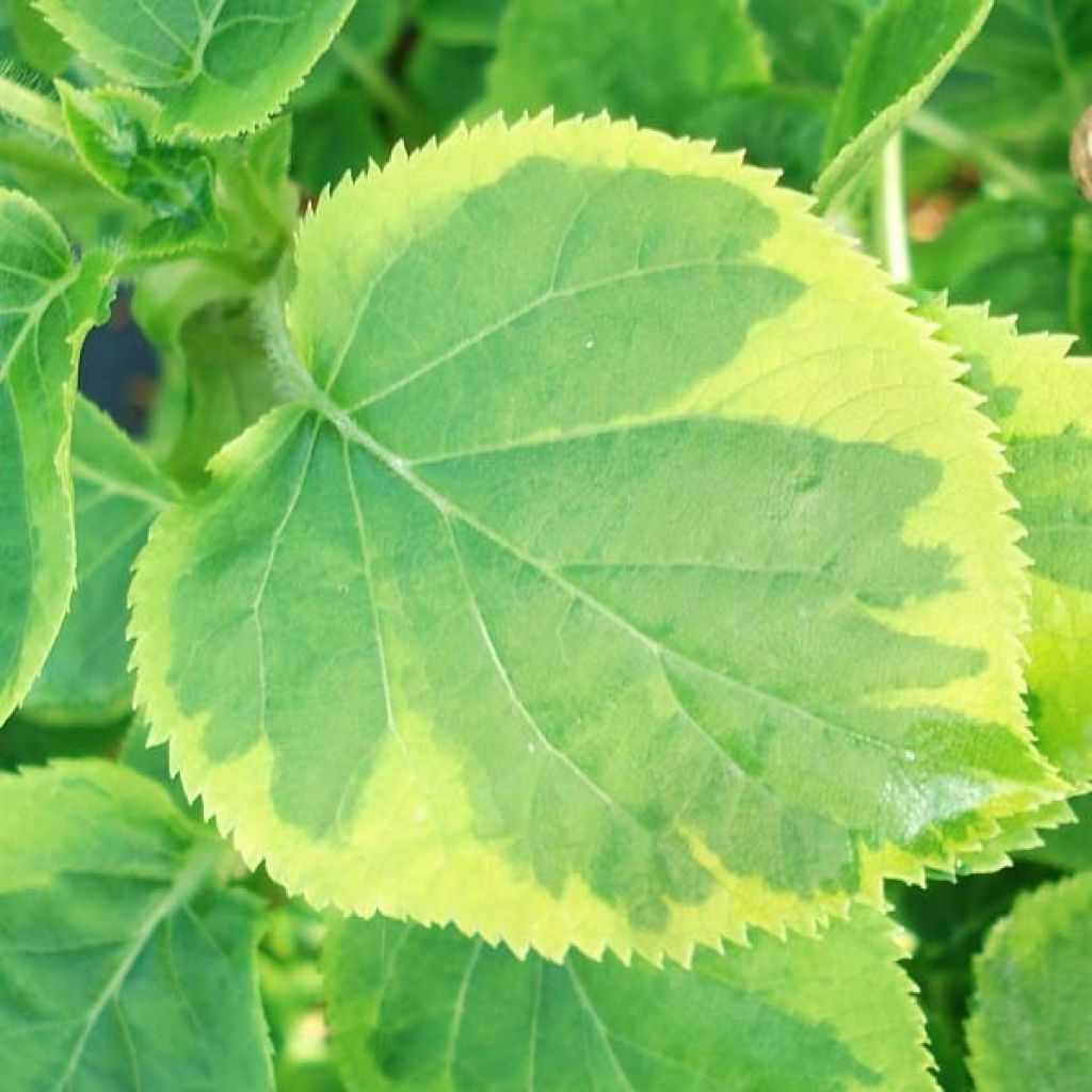 Hydrangea anomala subsp. petiolaris Mirranda - Ortensia rampicante