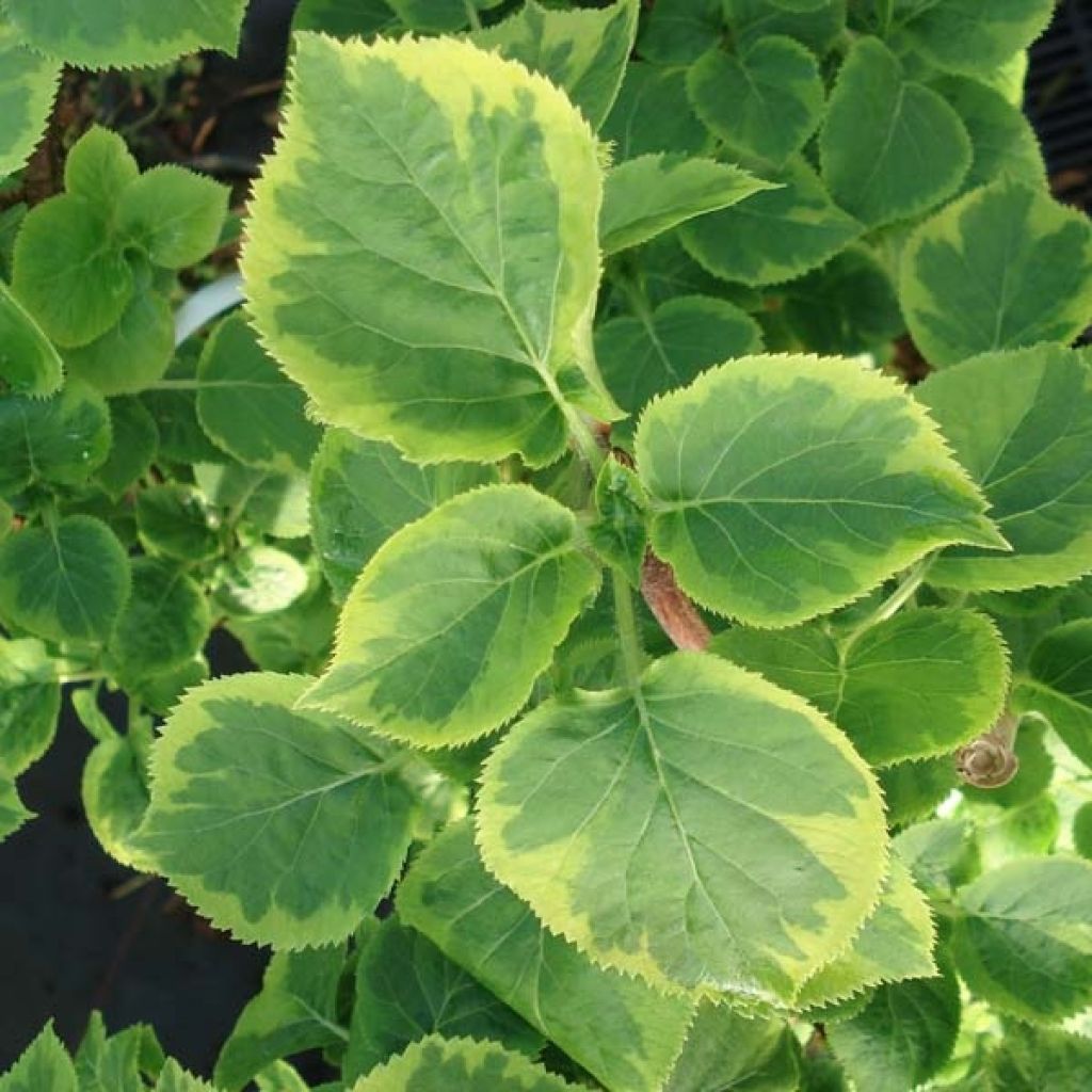 Hydrangea anomala subsp. petiolaris Mirranda - Ortensia rampicante