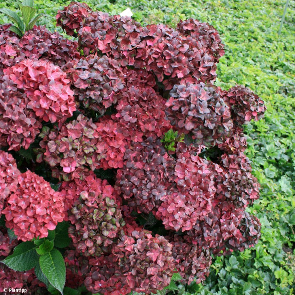 Hydrangea macrophylla Chocolate Ever Belles - Ortensia