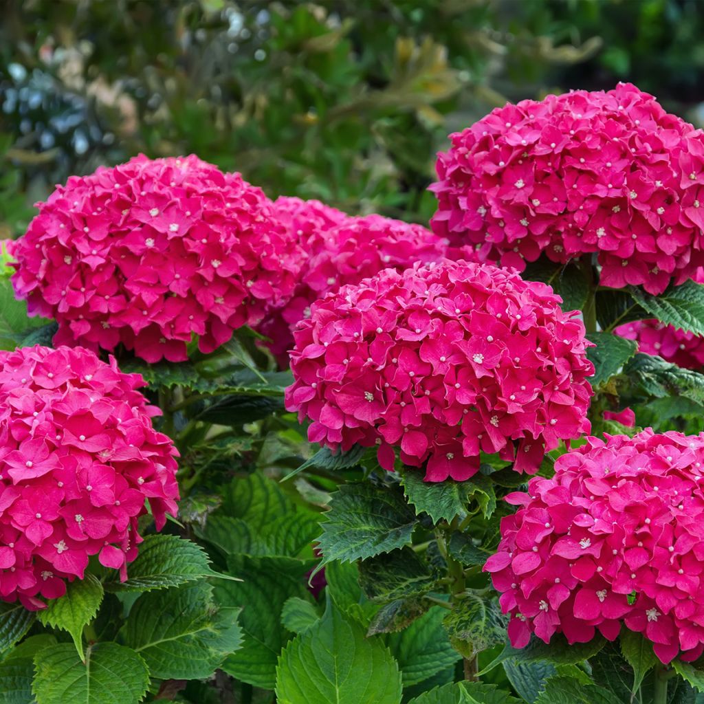 Hydrangea macrophylla Eughen Hahn - Ortensia