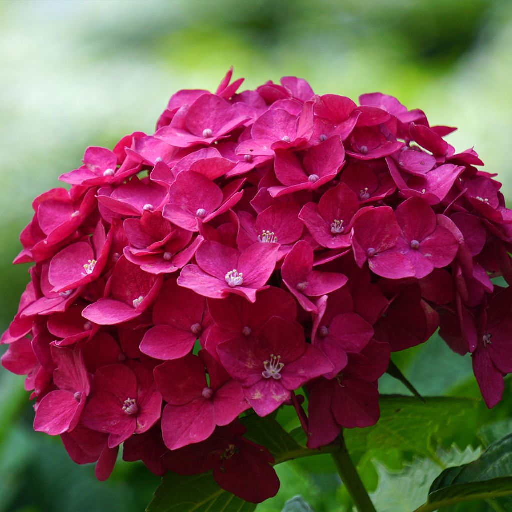 Hydrangea macrophylla Eughen Hahn - Ortensia