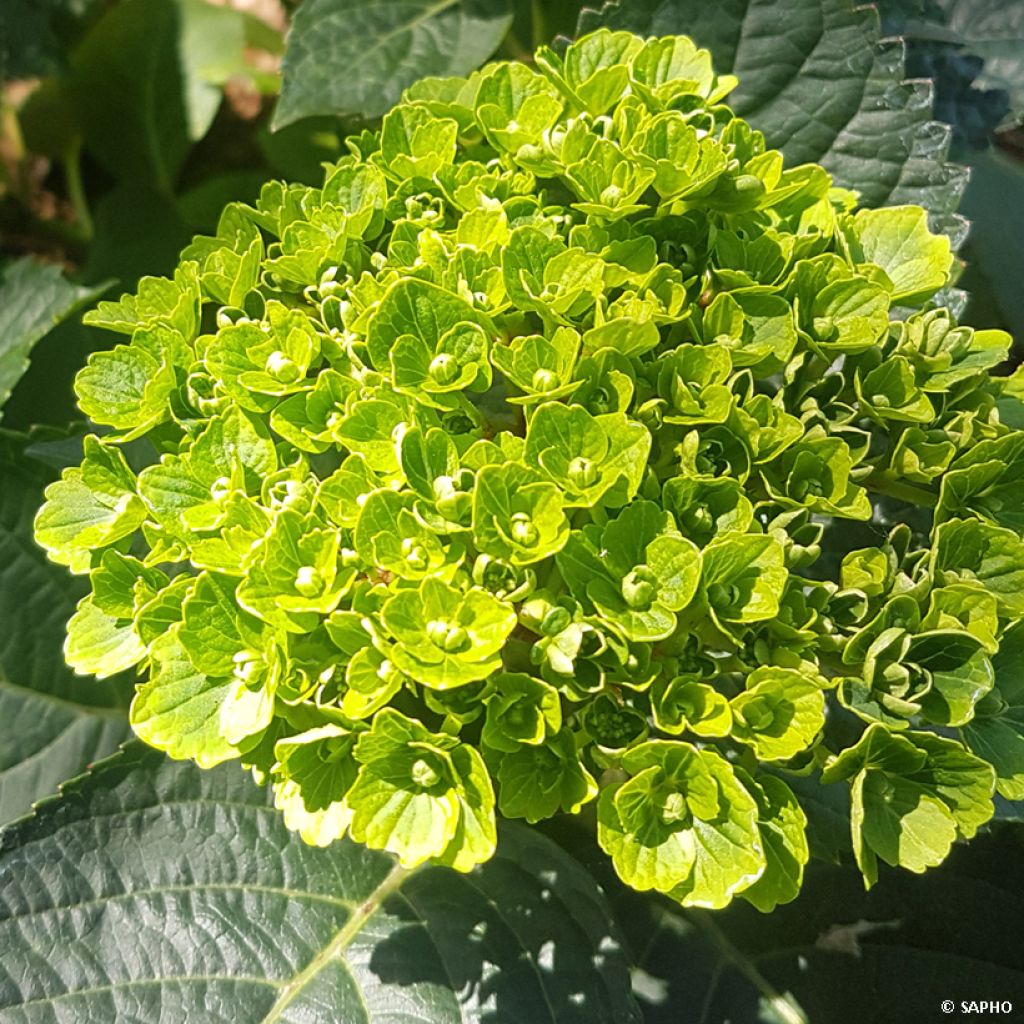 Hydrangea macrophylla Green Ever Belles - Ortensia