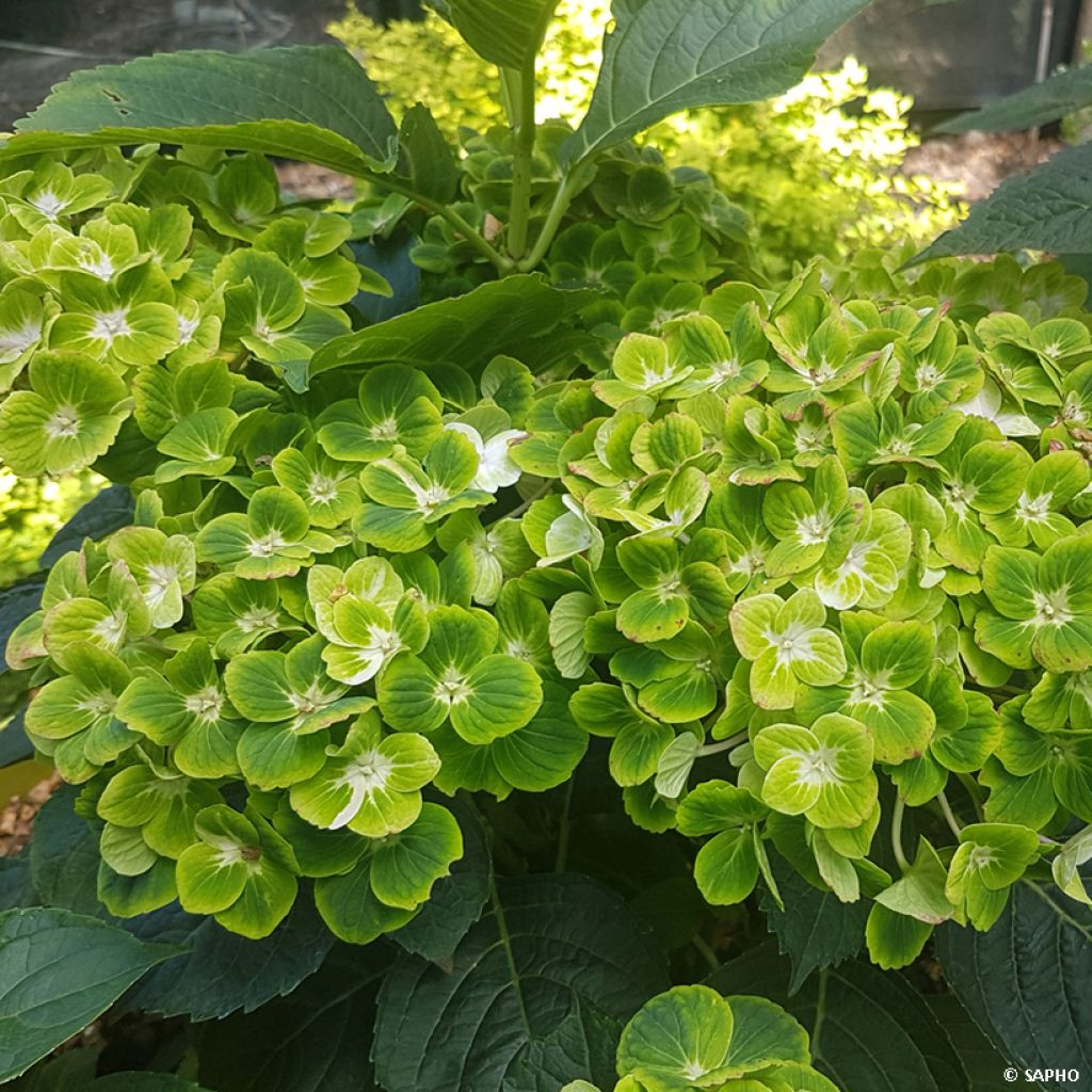 Hydrangea macrophylla Green Ever Belles - Ortensia