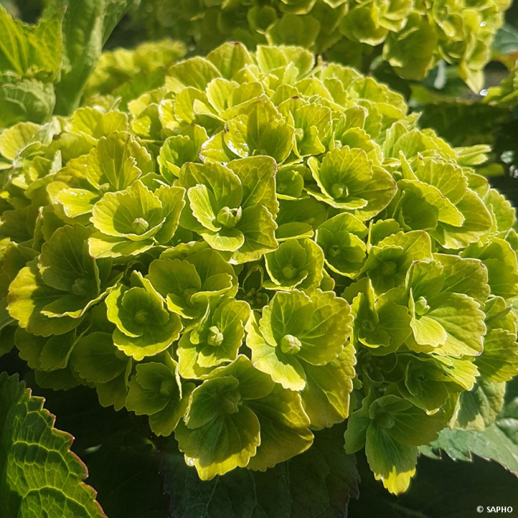 Hydrangea macrophylla Green Ever Belles - Ortensia