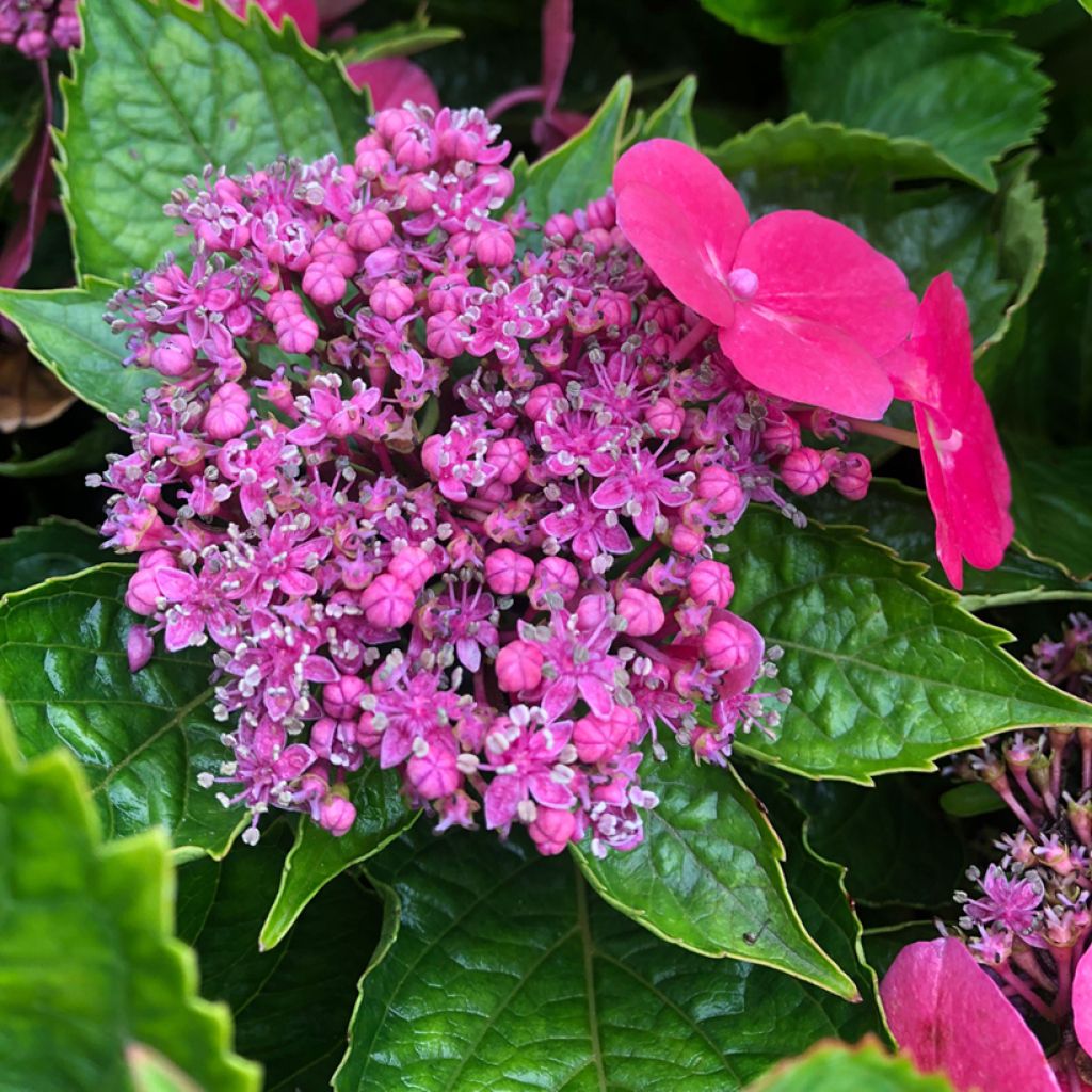 Hortensia - Hydrangea macrophylla Kardinal