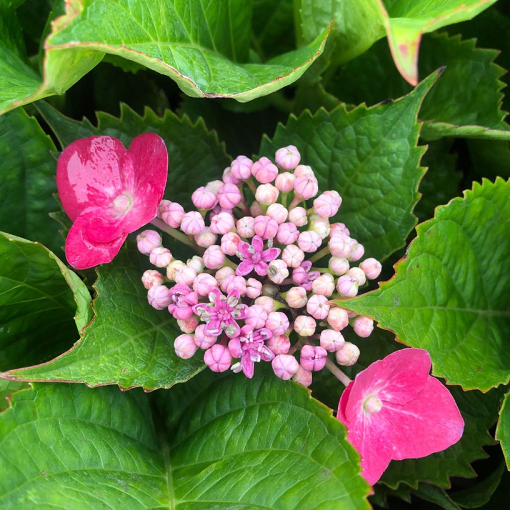 Hortensia - Hydrangea macrophylla Kardinal