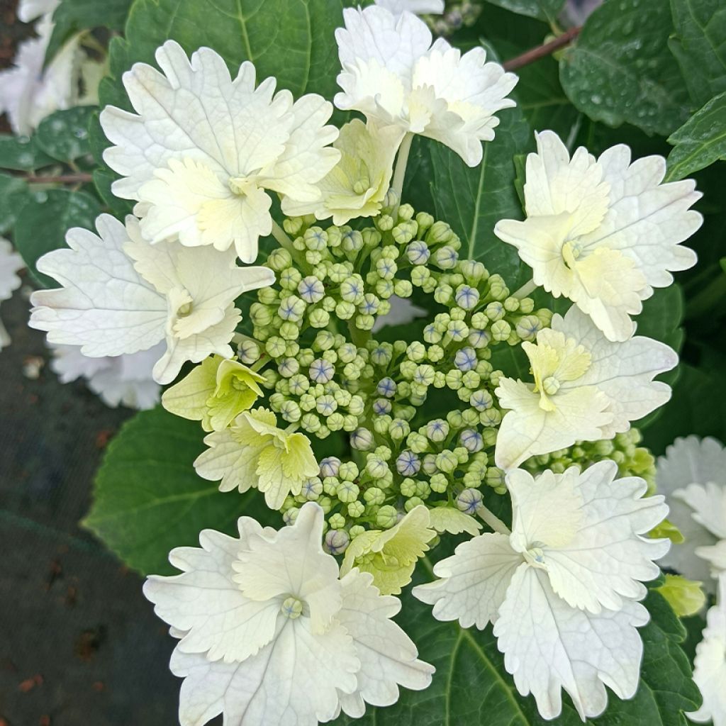 Hortensia - Hydrangea macrophylla Koria