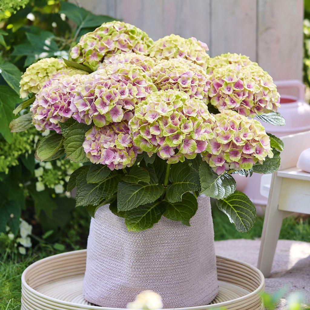 Hydrangea macrophylla Magical Jewel rosa - Ortensia