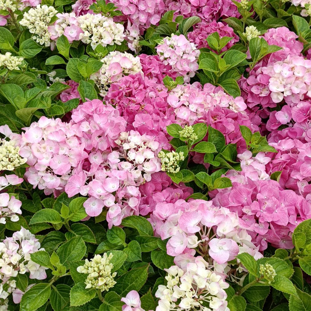 Hortensia - Hydrangea macrophylla Rosita