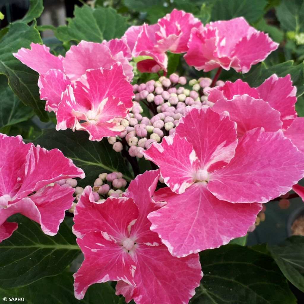 Hortensia - Hydrangea macrophylla So Long Aya