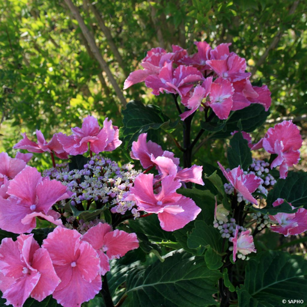 Hortensia - Hydrangea macrophylla So Long Aya