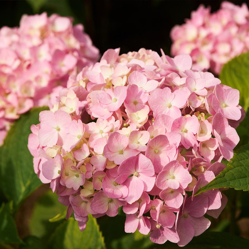 Hydrangea macrophylla Soft Pink Salsa - Ortensia