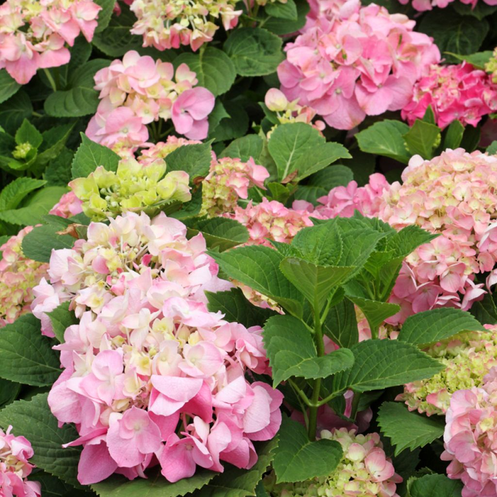 Hydrangea macrophylla Soft Pink Salsa - Ortensia