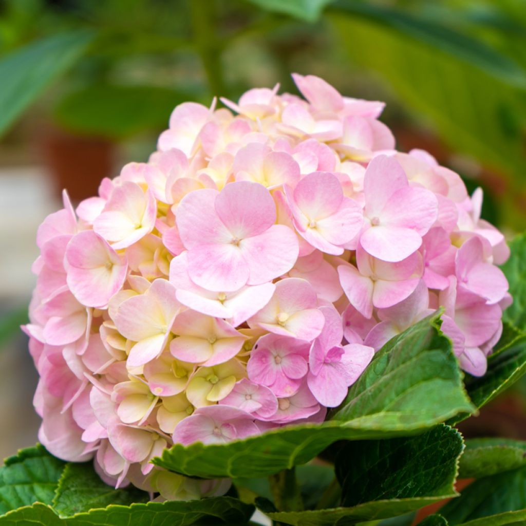 Hydrangea macrophylla Soft Pink Salsa - Ortensia