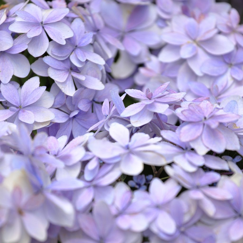 Hydrangea macrophylla Stellar Blue - Ortensia