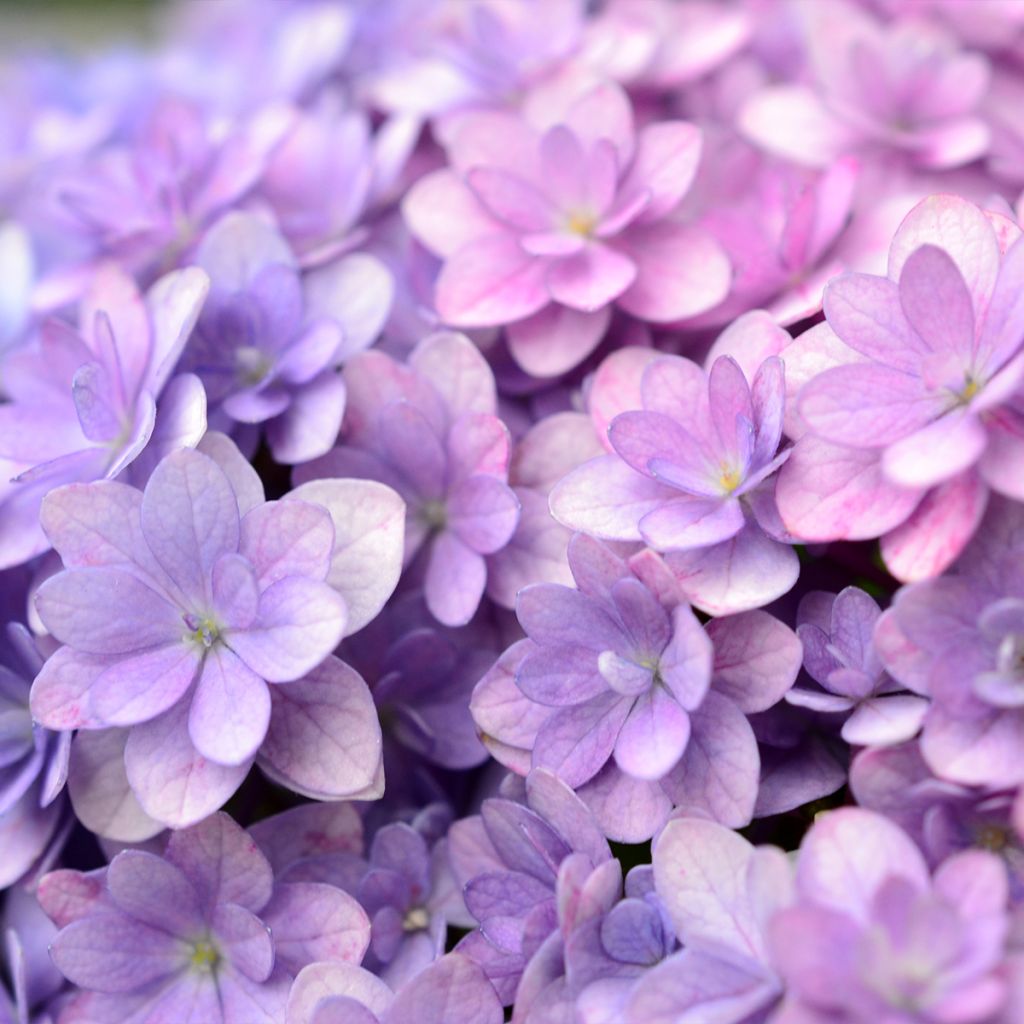 Hydrangea macrophylla Stellar Blue - Ortensia