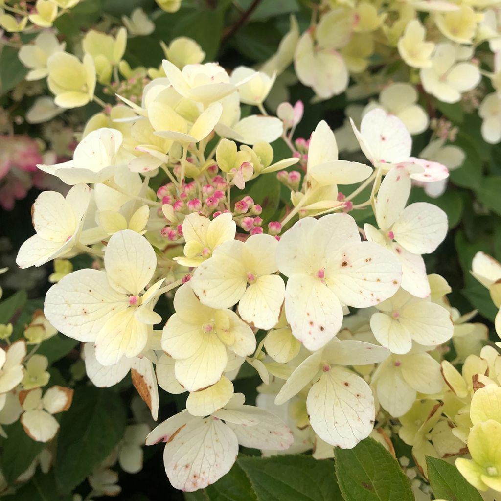 Hortensia - Hydrangea paniculata Diamant Rouge