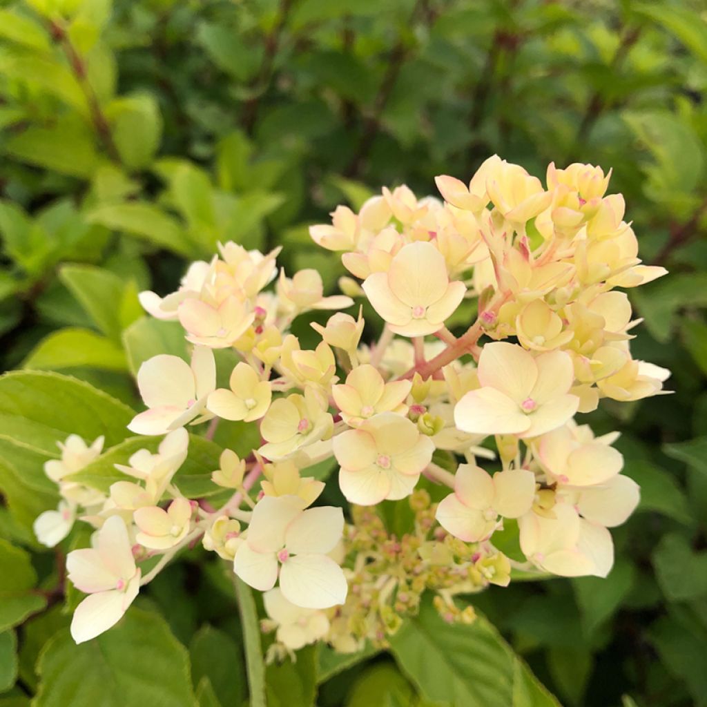 Hortensia - Hydrangea paniculata Vanille Fraise