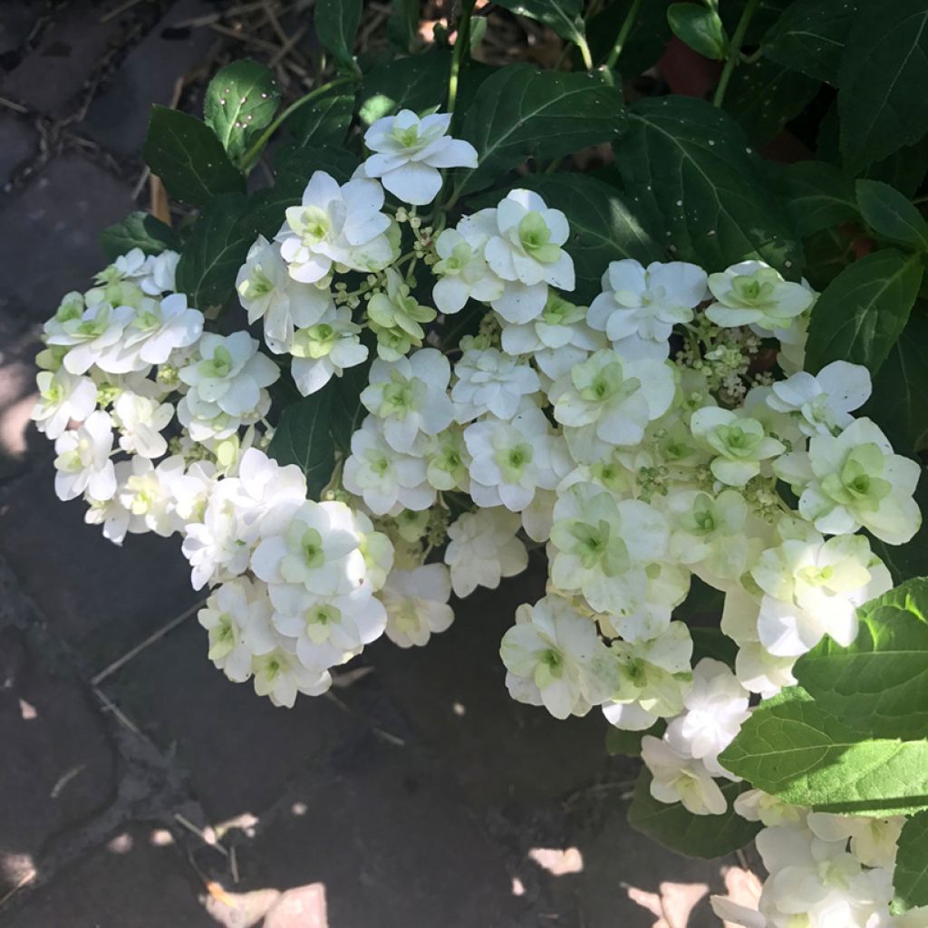 Hydrangea serrata White on White - Ortensia