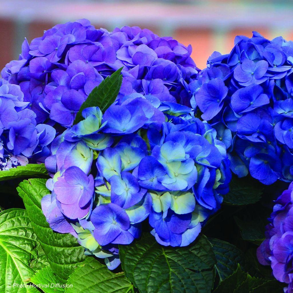 Hydrangea macrophylla L.A Dreamin - Ortensia