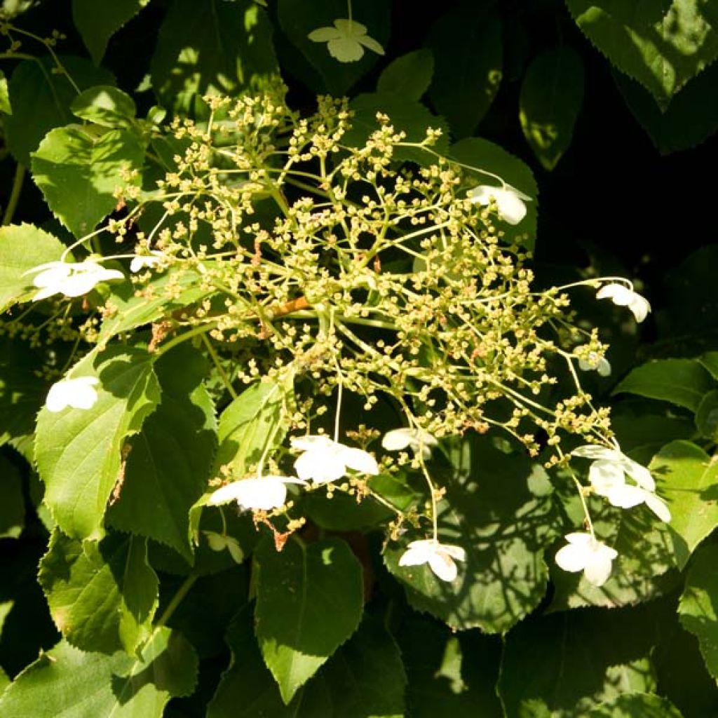 Hydrangea anomala subsp. petiolaris - Ortensia rampicante