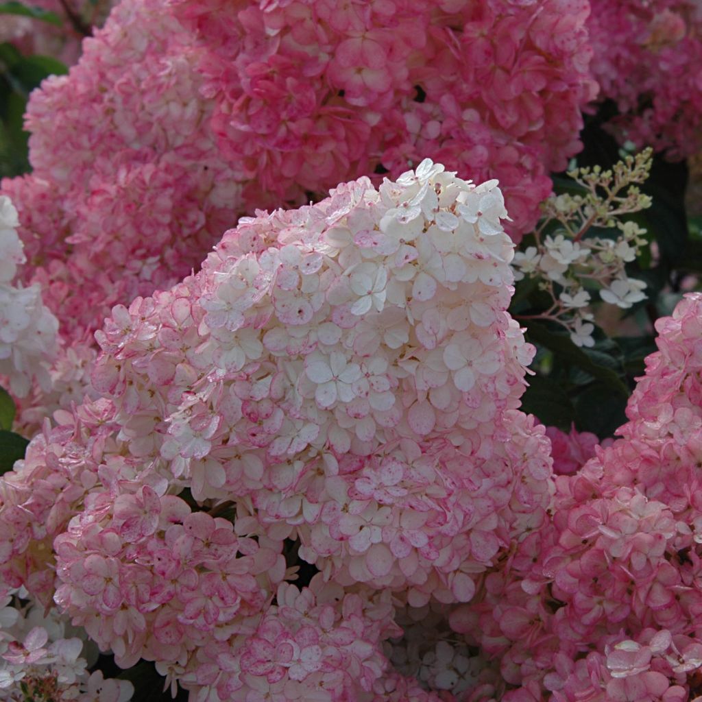 Hydrangea paniculata Vanille Fraise - Ortensia paniculata