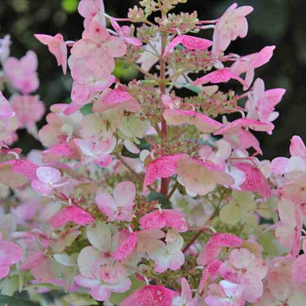 Hortensia - Hydrangea paniculata Wim s Red