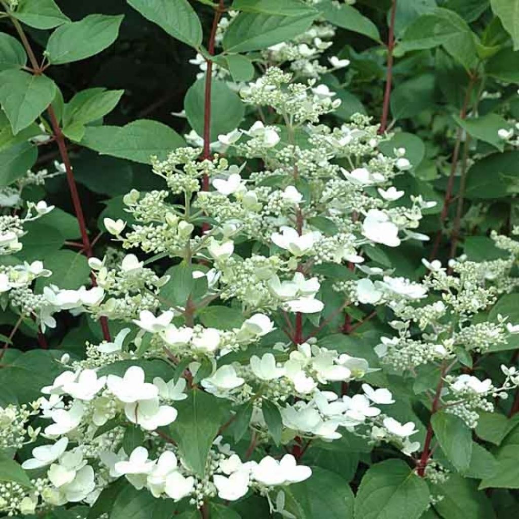 Hortensia - Hydrangea paniculata Wim s Red