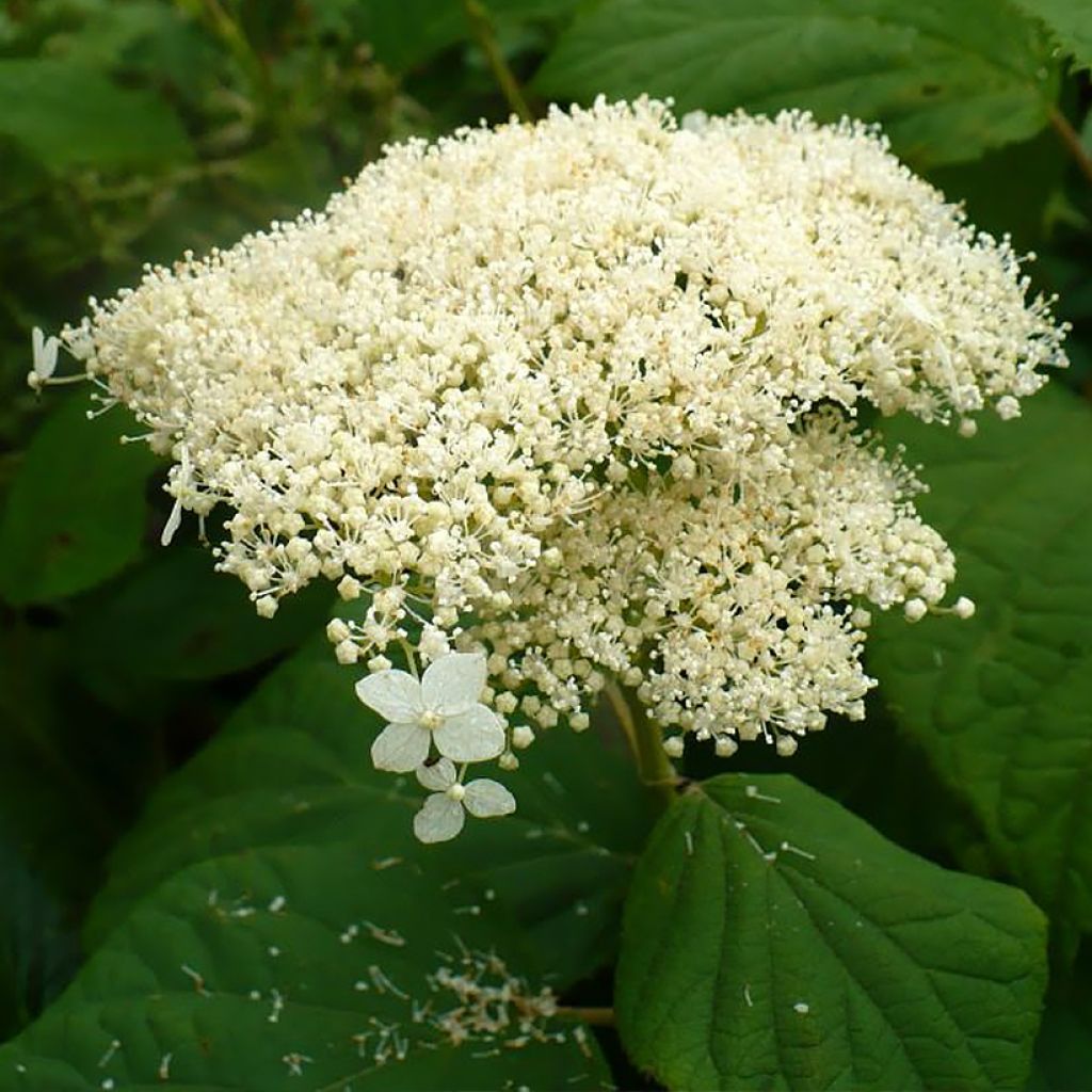 Hydrangea arborescens Hills Of Snow - Ortensia