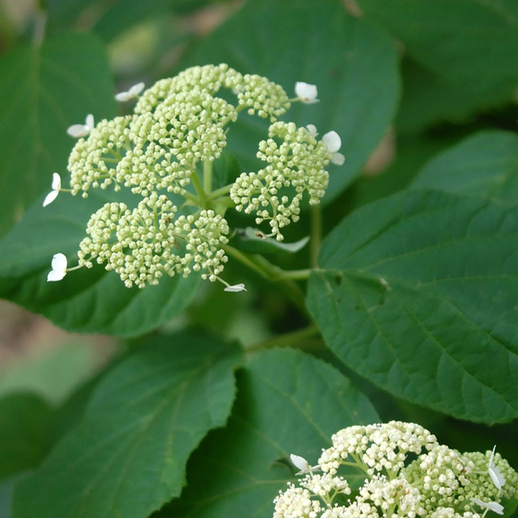 Hydrangea arborescens Hills Of Snow - Ortensia