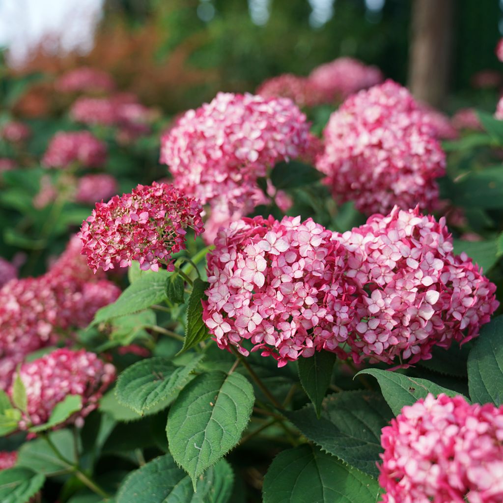 Hydrangea arborescens Ruby Annabelle - Ortensia