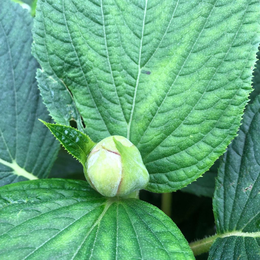 Hortensia - Hydrangea involucrata Yoraku Tama