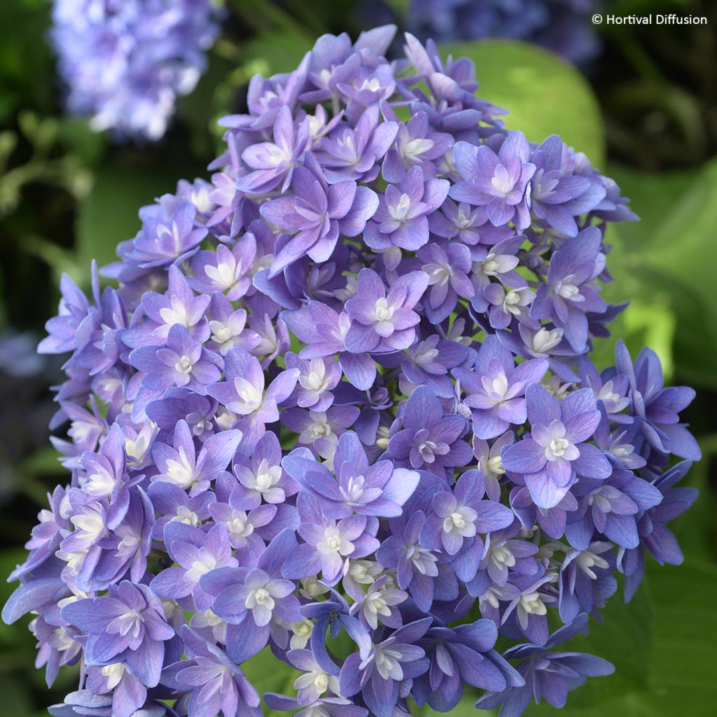 Hydrangea macrophylla Stellar Blue - Ortensia