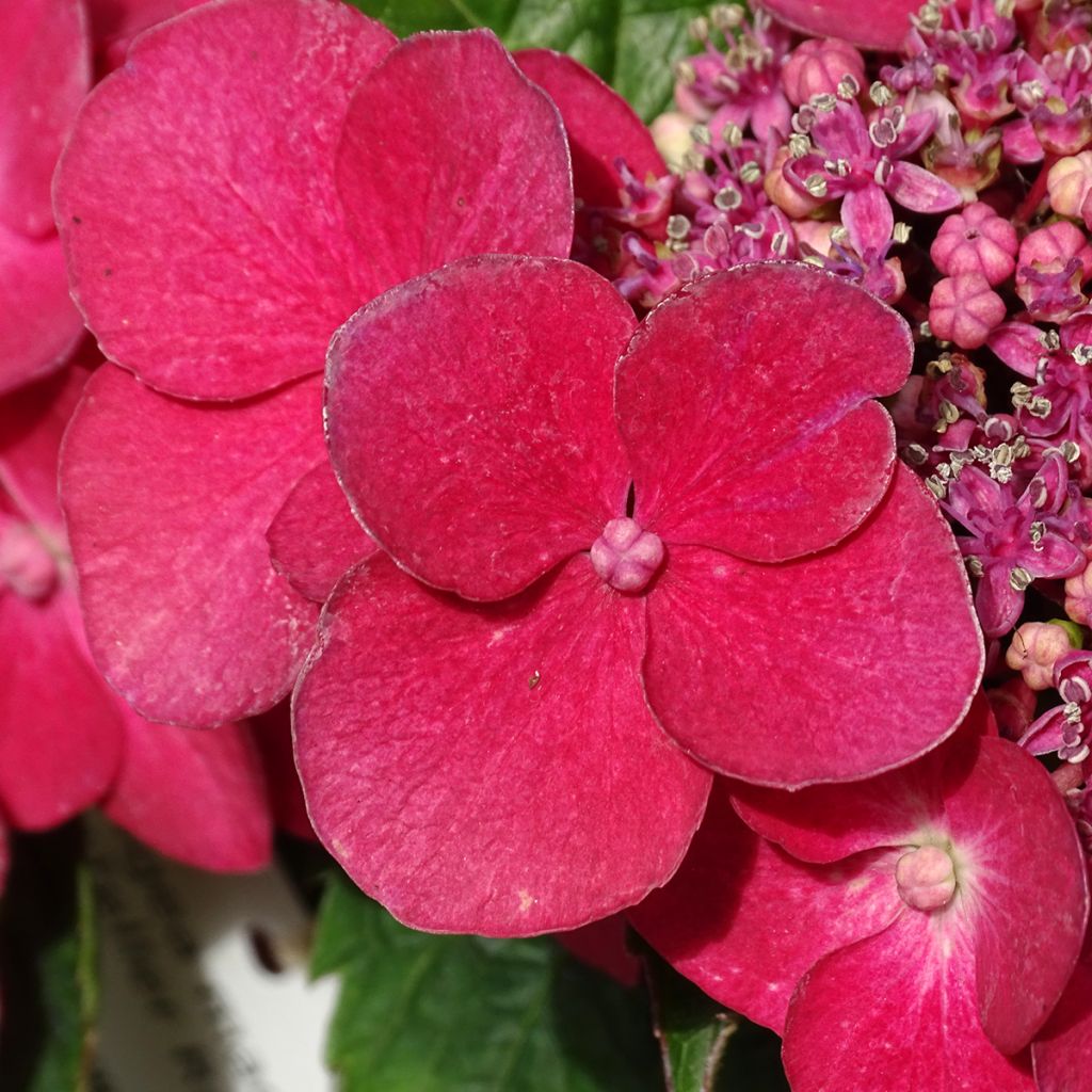 Hortensia macrophylla Teller Red