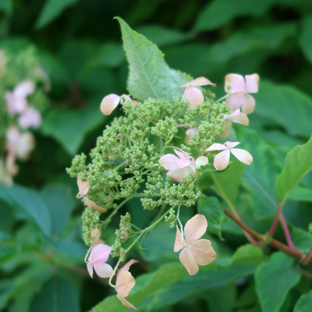 Hydrangea paniculata Dharuma - Ortensia paniculata