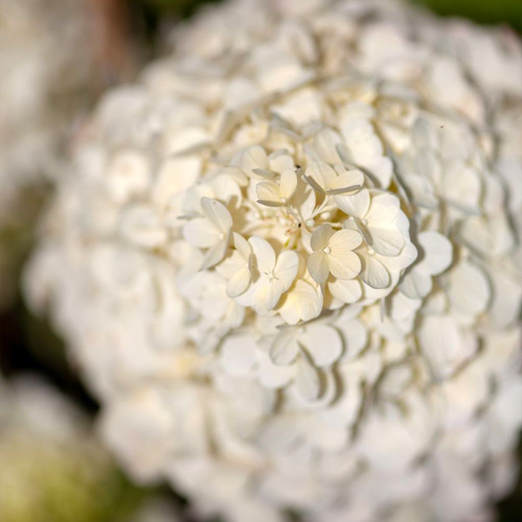 Hydrangea paniculata Polar Bear - Ortensia paniculata