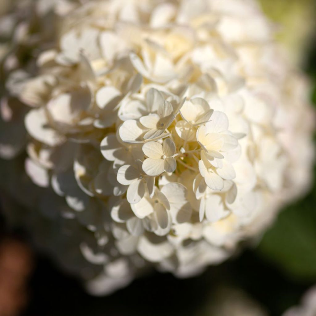 Hydrangea paniculata Polar Bear - Ortensia paniculata