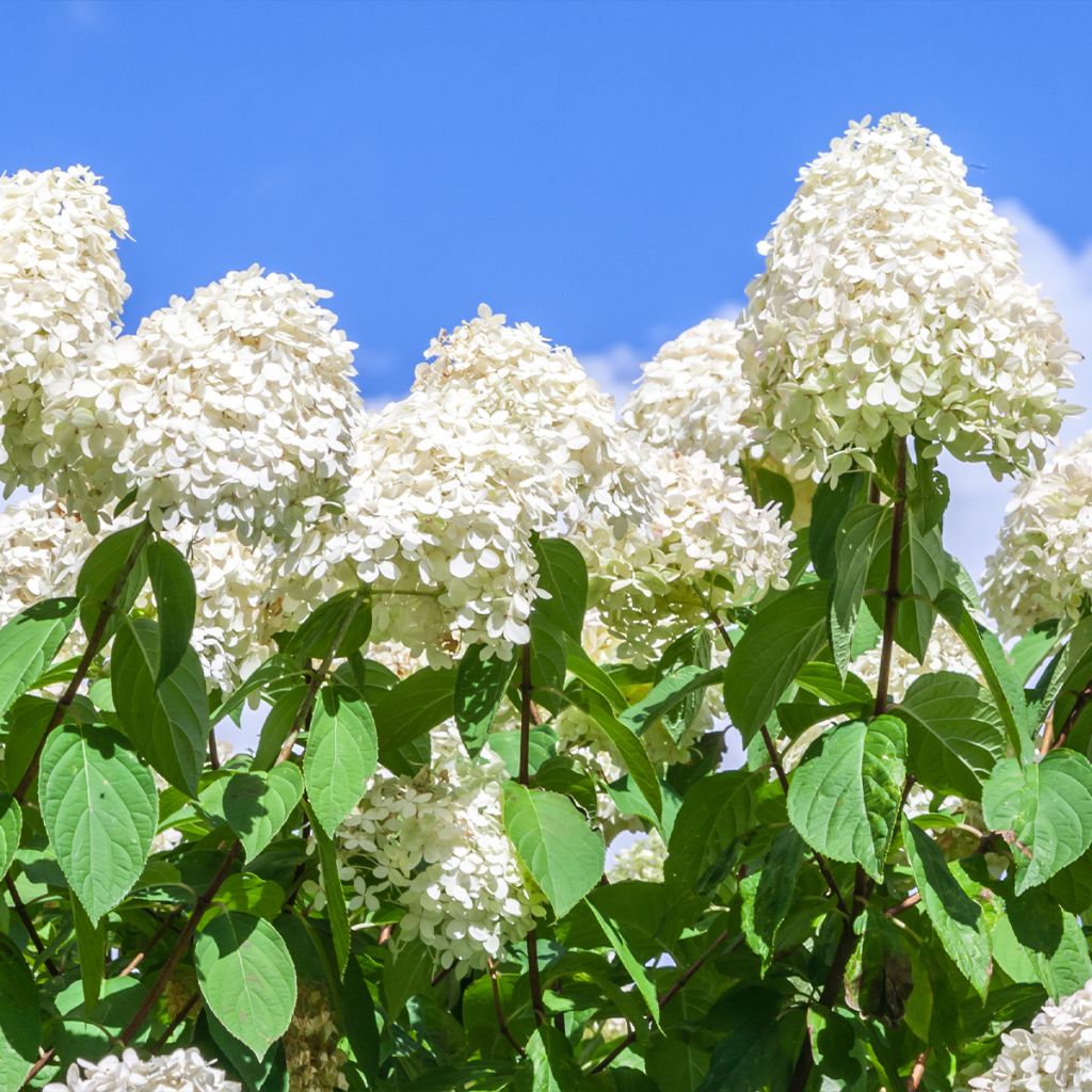 Hydrangea paniculata Polar Bear - Ortensia paniculata