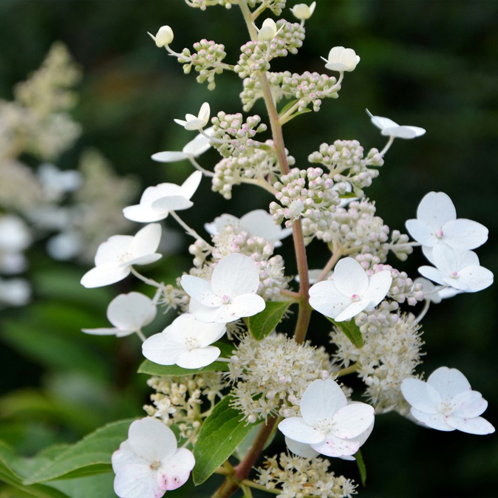 Hydrangea paniculata Tardiva - Ortensia paniculata