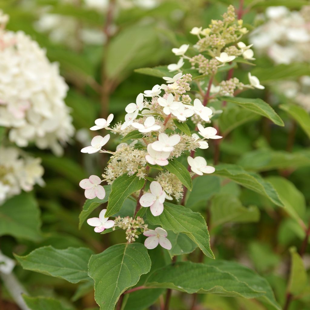 Hydrangea paniculata Tardiva - Ortensia paniculata