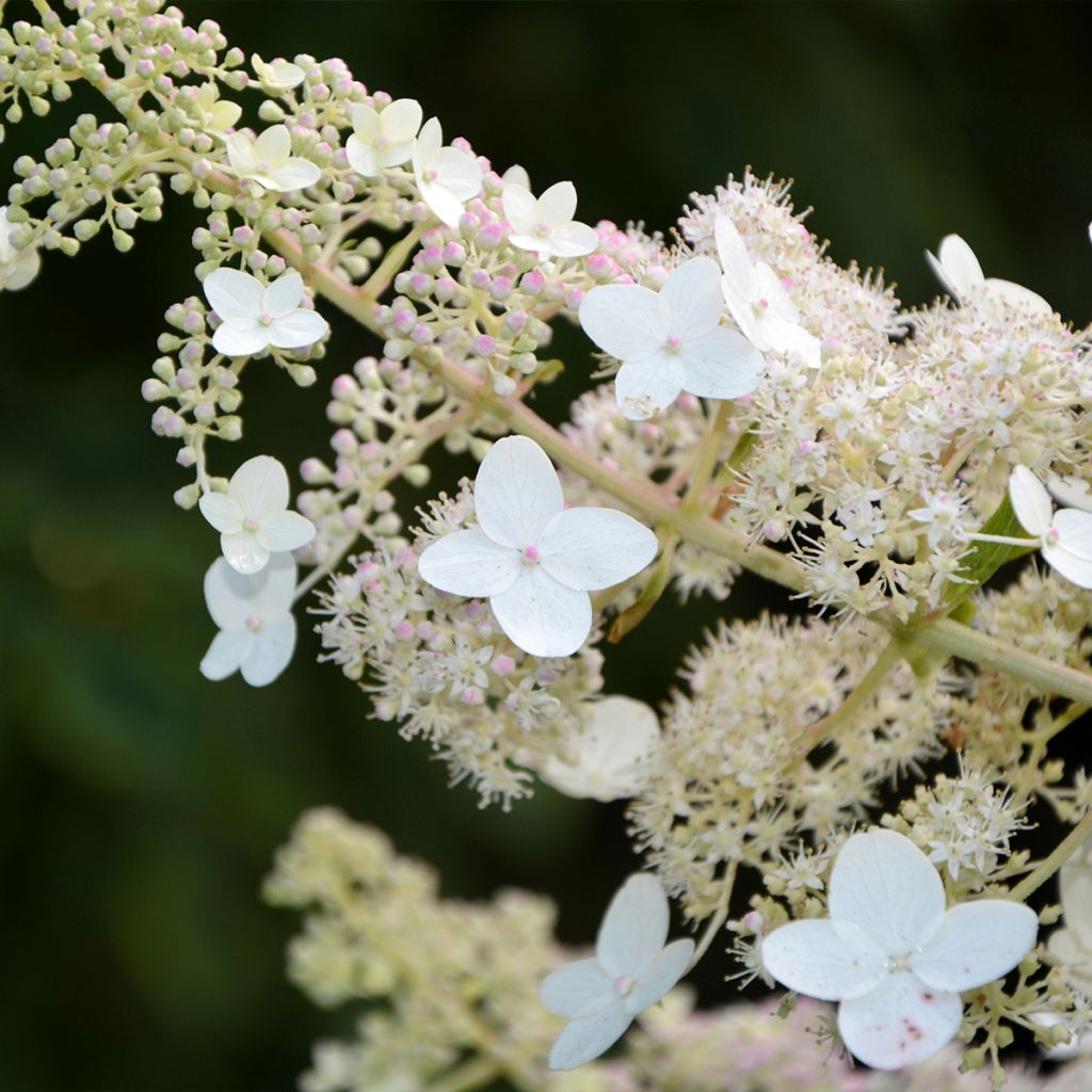 Hydrangea paniculata Tardiva - Ortensia paniculata