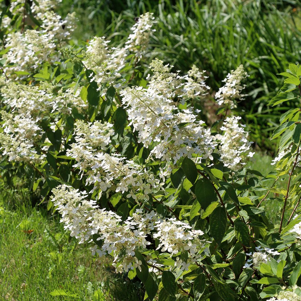 Hydrangea paniculata Tardiva - Ortensia paniculata