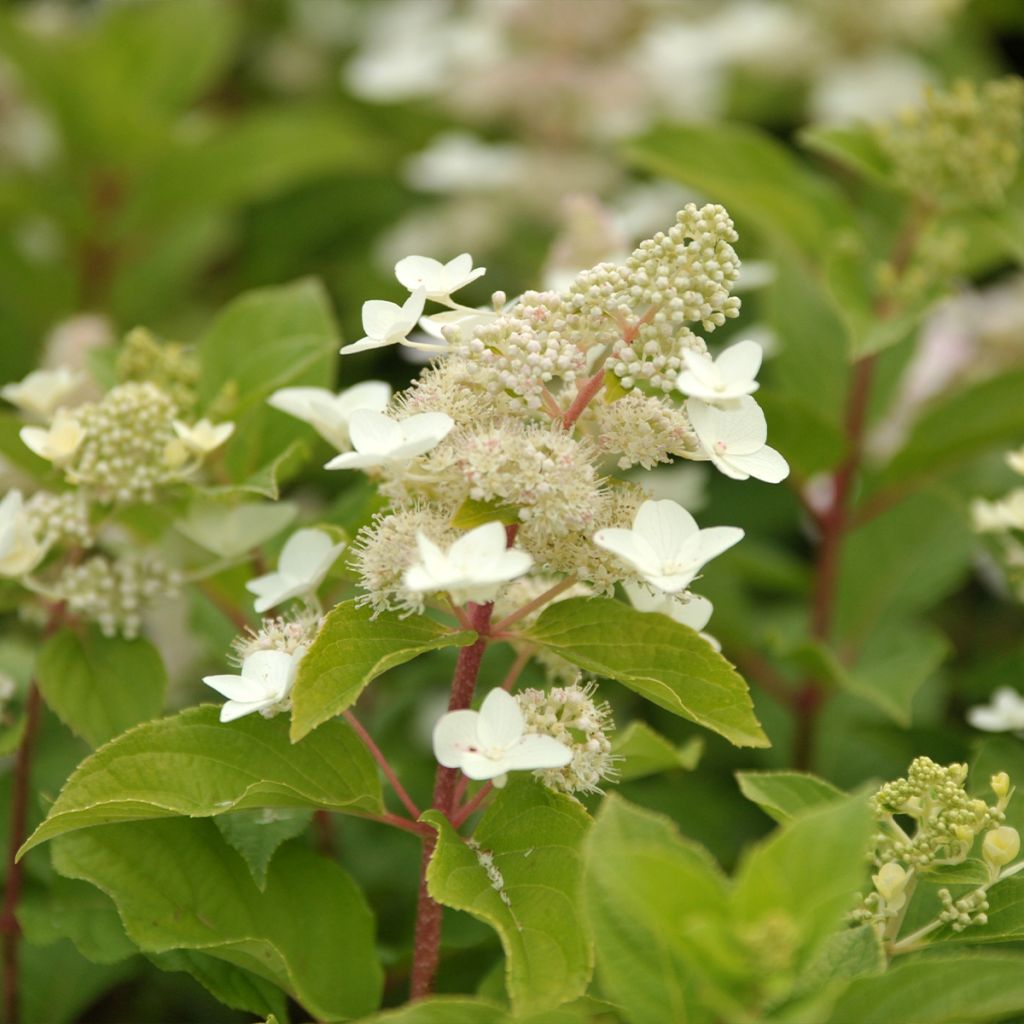 Hydrangea paniculata Tardiva - Ortensia paniculata