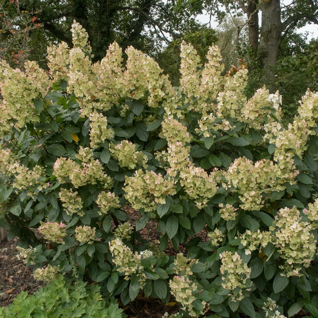 Hydrangea paniculata Tardiva - Ortensia paniculata