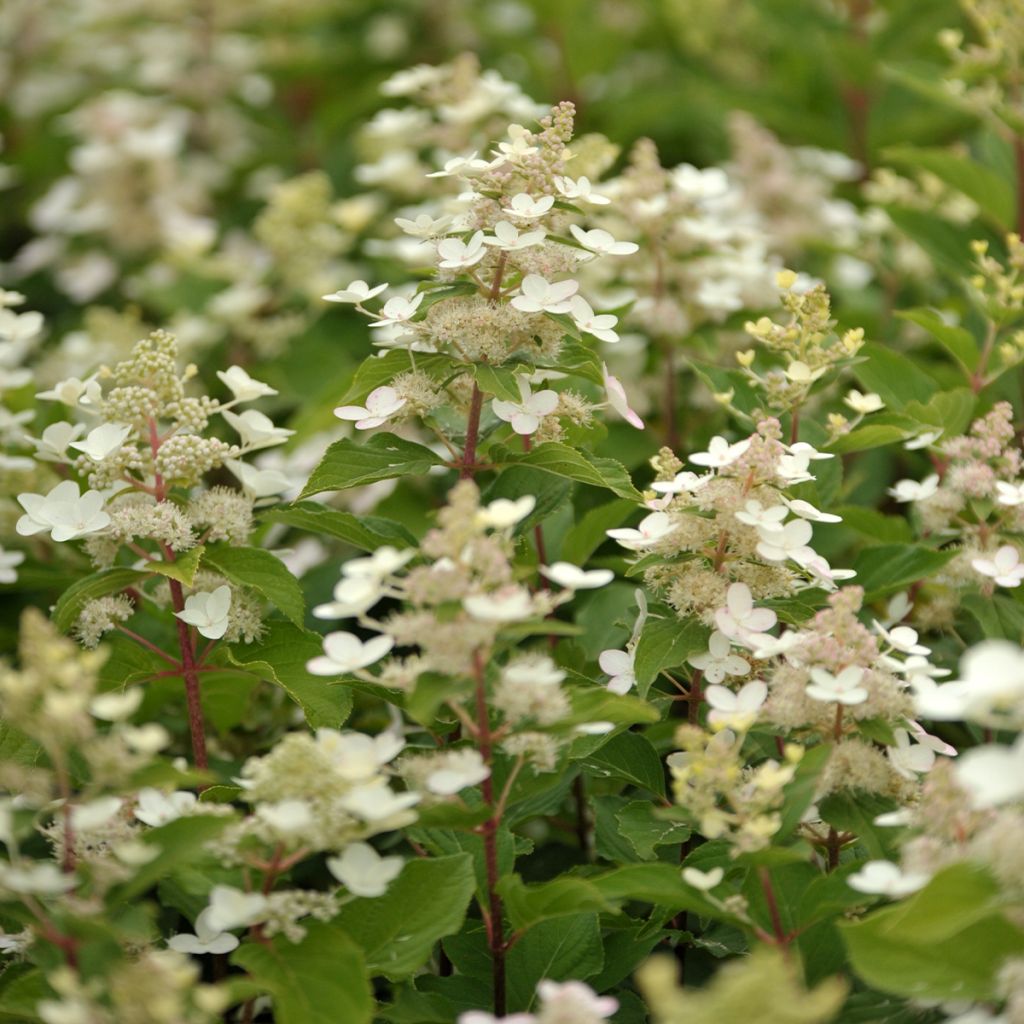 Hydrangea paniculata Tardiva - Ortensia paniculata