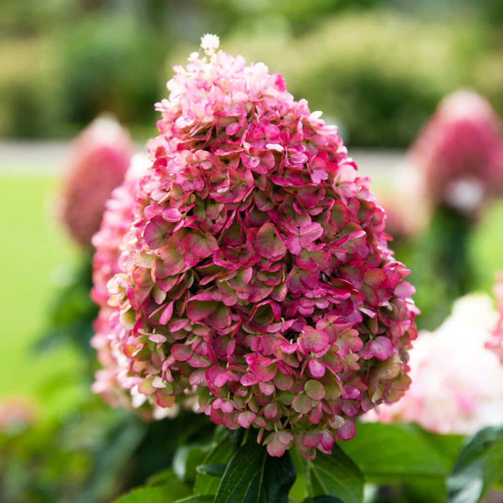 Hydrangea paniculata Living Pinky Promise - Ortensia paniculata